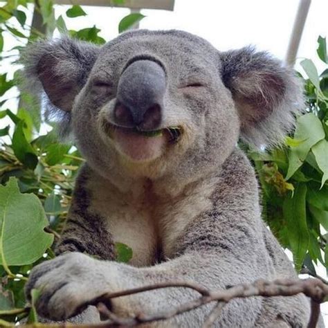These 52 Happiest Animals In The World Will Leave You With No Choice