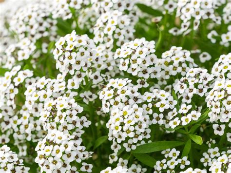 Lobularia Hybrida White Stream Wholesale Nursery Nurseries In