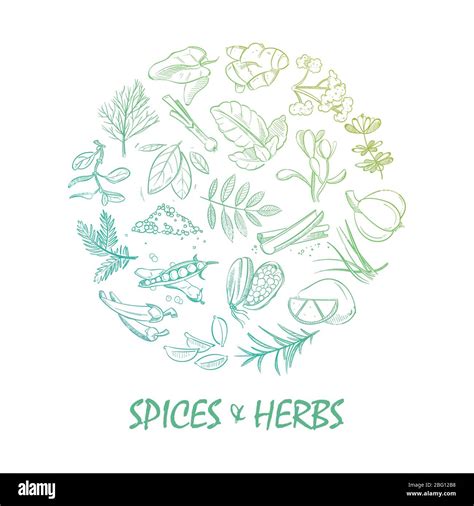 Hand Drawn Spice And Herbs Bright Round Concept Design Vector
