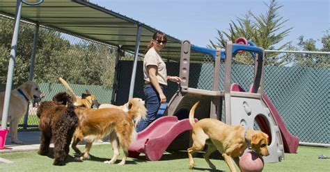 How To Choose The Best Dog Boarding Facility For Your Dog Doglopedix
