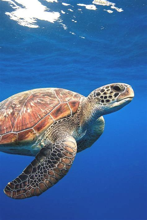 a green turtle swimming in the blue water