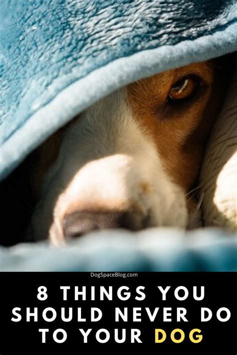 8 Things You Should Never Do To Your Dog Artofit