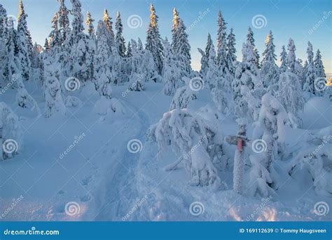 Winter Morning Scene In Norway With Snow Covered Trees Stock Image