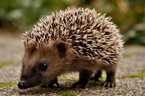 Hedgehog Vs Porcupine Are They The Same Hedgehog Registry