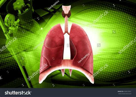 Human Lungs Trachea 3d Render Stock Illustration 259519391 Shutterstock