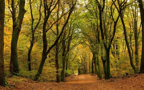 Leaves Path Through The Autumn Forest Wallpaper Nature Wallpapers