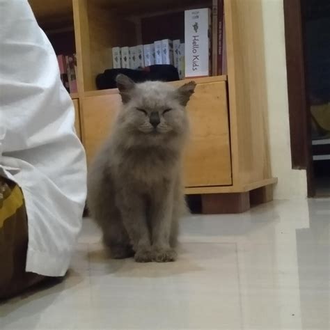 12 cara mencegah ringworm pada kucing Waspada dengan penyakit kulit