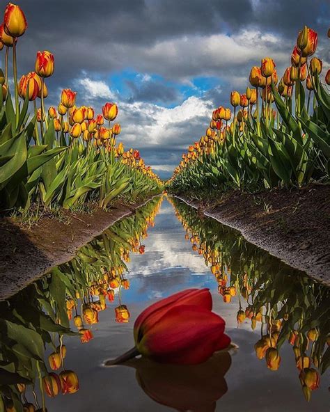 A Beautiful Display At Wooden Shoe Tulip Festival Oregon 🌷 Photo By