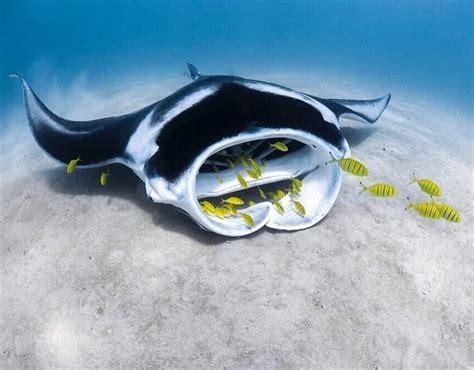 Majestic Manta Ray Feeding On The Shallow Sand Flats Of Coral Bay