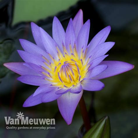 Water Lily Blue Van Meuwen