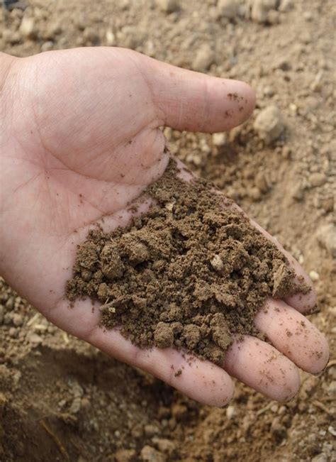 How To Know Your Type Of Garden Soil Ph Chalky Sandy Or Loamy