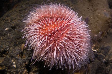 Common Sea Urchin Echinus Esculentus Sea Shells Underwater Sea