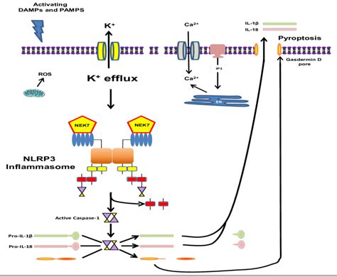 Activation of the NLRP3 inflammasome in the canonical pathway. The... | Download Scientific Diagram