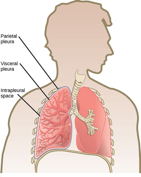 Biology 2e Animal Structure And Function The Respiratory System