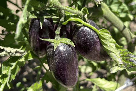Organic Brads Atomic Grape Tomato Seeds — San Diego Seed Company