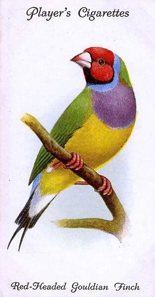 Red Headed Gouldian Finch Date 1933 Available As Framed Prints