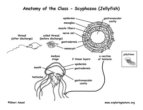 Jellyfish Diagram Labeled