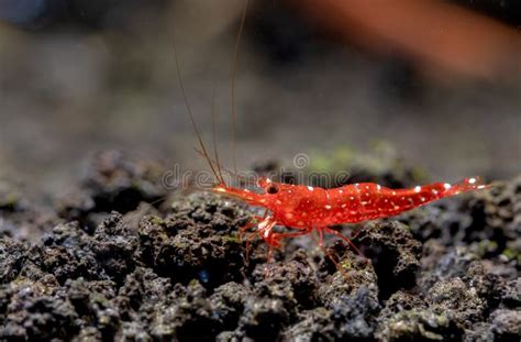 Red Orchid Sulawesi Dwarf Shrimp Look For Food In Volcanic Rock Or