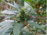 Pictures of Marijuana Pods