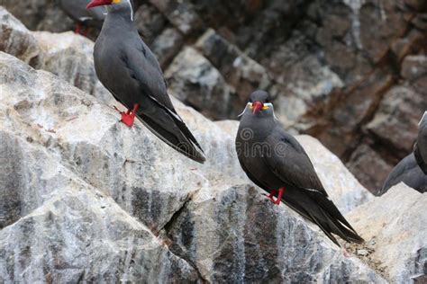 Two Inca Tern Larosterna Inca Bird On The Rock Stock Photo Image Of