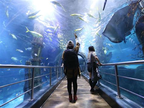 Sea Life Melbourne Aquarium Compare Prices For Tickets And Tours With