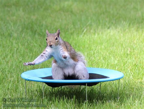 Squirrels Jumping On Trampoline Backyard Squirrels Com
