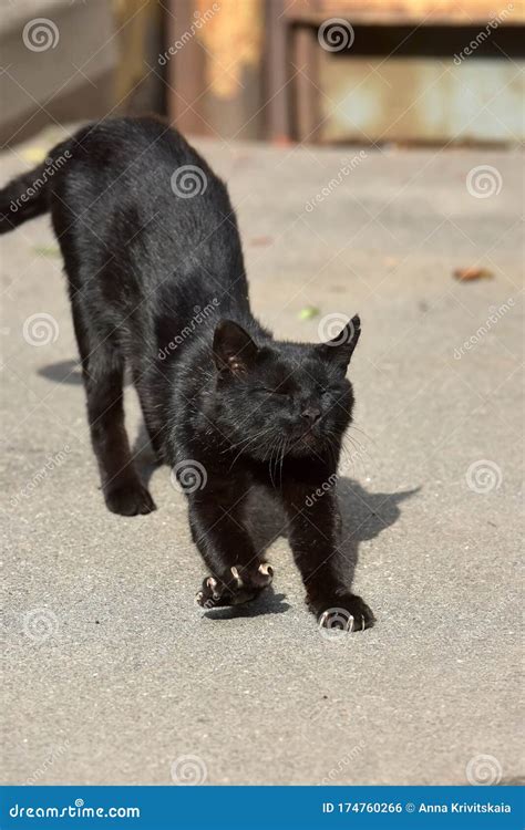 Black Stray Cat On The Pavement Stock Photo Image Of Green Domestic