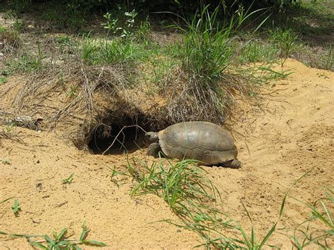 Whats Digging Holes In My Yard The Gopher Tortoise And What You