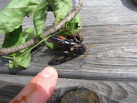 Big Wasp Like Bug Id Help Plantdoc