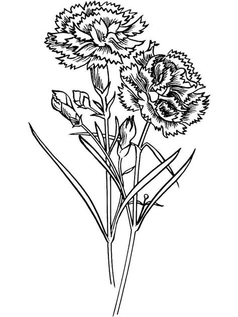 Select from 35754 printable crafts of cartoons, nature, animals, bible and many more. Carnation flower coloring pages. Download and print ...