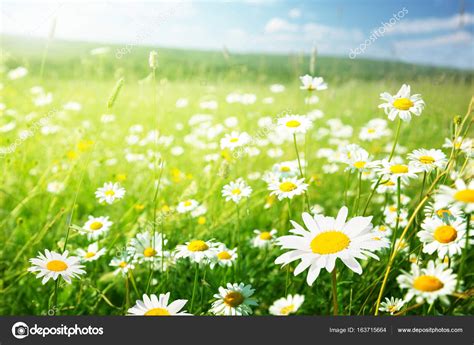 Field Of Daisy Flowers — Stock Photo © Iakov 163715664