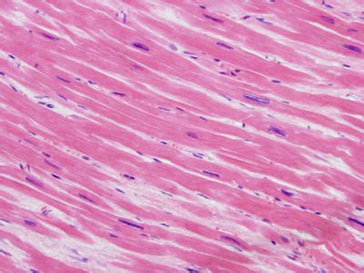 Cardiac Muscle Under Microscope 400x Micropedia
