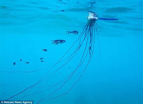 1707 any of a genus (physalia of the family physaliidae) of large tropical and subtropical pelagic siphonophores having a crested bladderlike float which bears the colony… … Deadly Portuguese man-of-war could be invading UK beaches ...