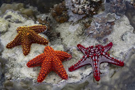 Pictures Of Star Fish Interesting Facts About Pretty Starfish World