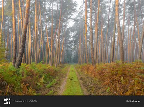 Path through pine forest on misty, sunlit morning in ...