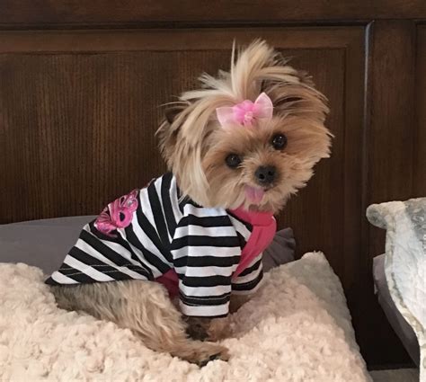 Check spelling or type a new query. Yorkie My Zoe | Cute dog clothes, Dog clothes patterns, Girl and dog