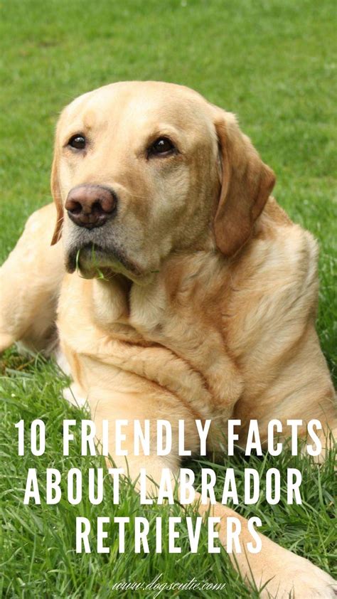 Friendly Facts About Labrador Retrievers Labrador Labrador Retriever