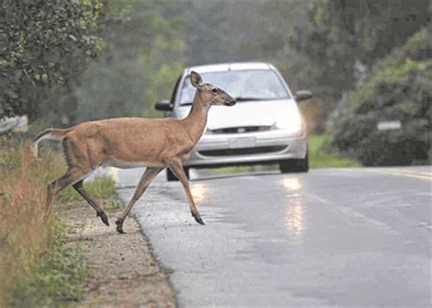 New York Deer Crashes Peak In Autumn Westside News Inc