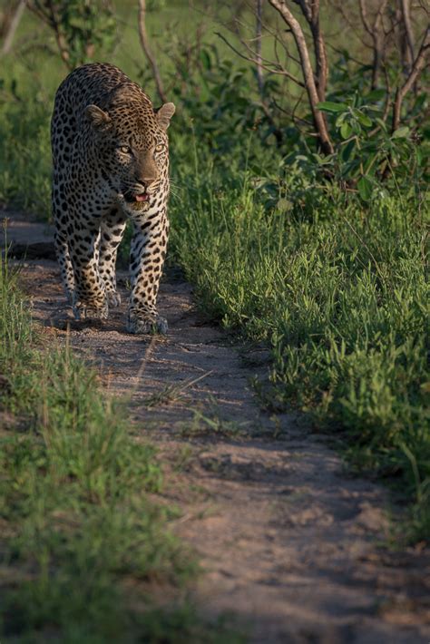 Male Leopard Sets Up Territory South Of The Sand River What Does This