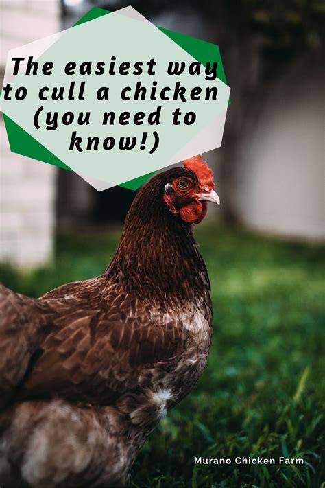 The Easiest Way To Cull A Chicken You Need To Know Chickens