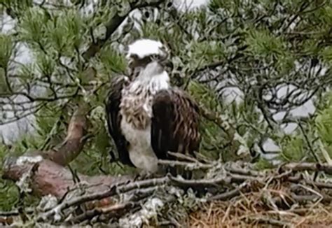 Osprey Which Has Replaced Lady Lays Second Egg At Loch Of The Lowes