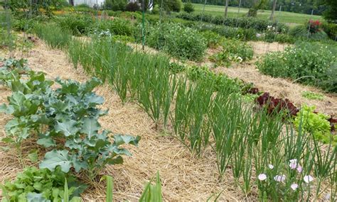 You use companion plants, like radishes, near spinach to help keep leaf miners away. Growing Onions - Determining When you Should Plant ...
