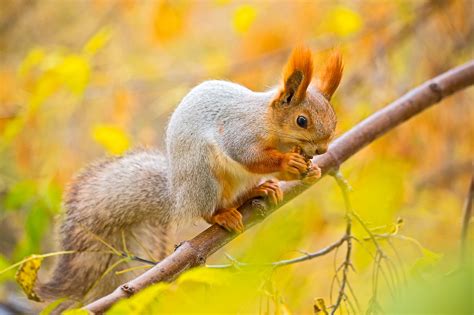 Squirrel In The Autumn Forest Wallpapers And Images Wallpapers