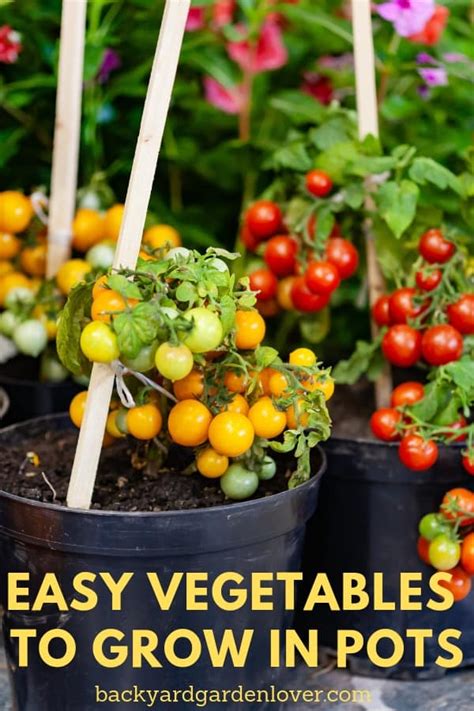 Easy Vegetables To Grow In Pots Great For Small Spaces