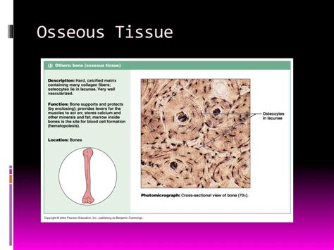 Ppt Body Tissues And Membranes Powerpoint Presentation Free Download