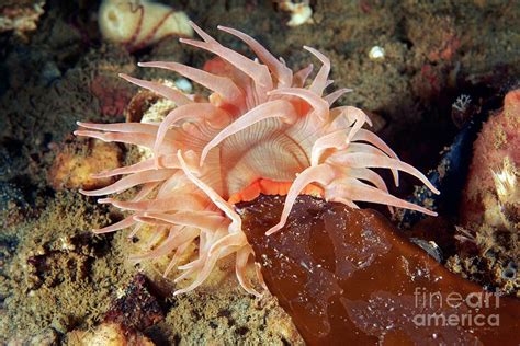 Stomphia Sea Anemone Feeding On A Marine Plant Photograph By Alexander
