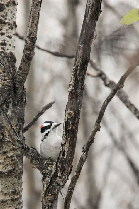 The surest way to identify a young downy woodpecker or hairy woodpecker in the weeks. Downy woodpecker • Picoides pubescens - Biodiversity of the Central Coast