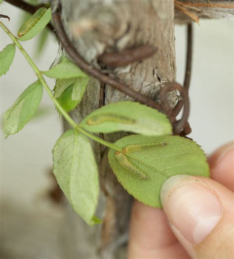 How To Get Rid Of Green Worms On Your Rose Bushes Better Homes And Gardens