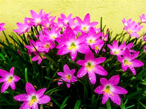 24 Gambar Bunga Yang Polos Gambar Bunga Hd Riset