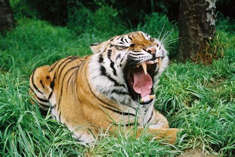 Sumatran Tiger Facts Sumatran Tiger Habitat And Diet